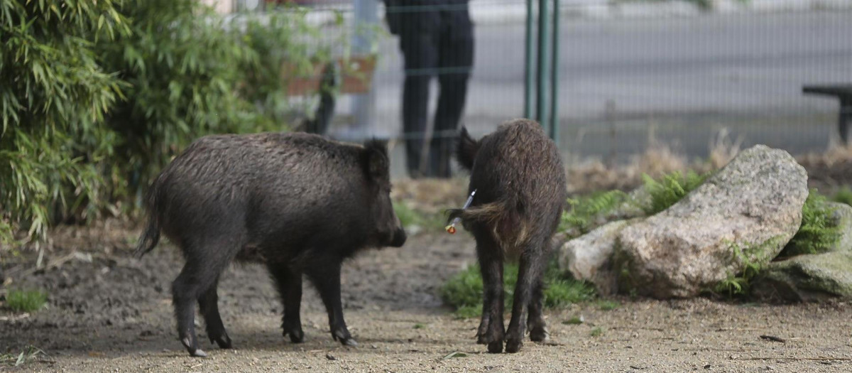 Dos jabalíes pasean por Vigo el pasado marzo