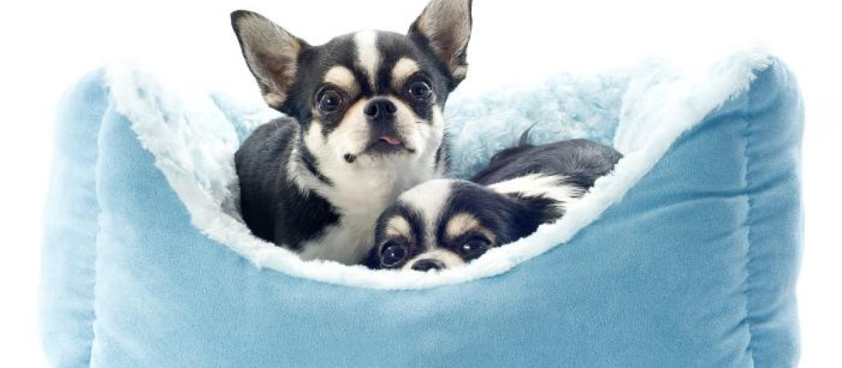 En España el 14% de los perros duerme en la cama con sus dueños