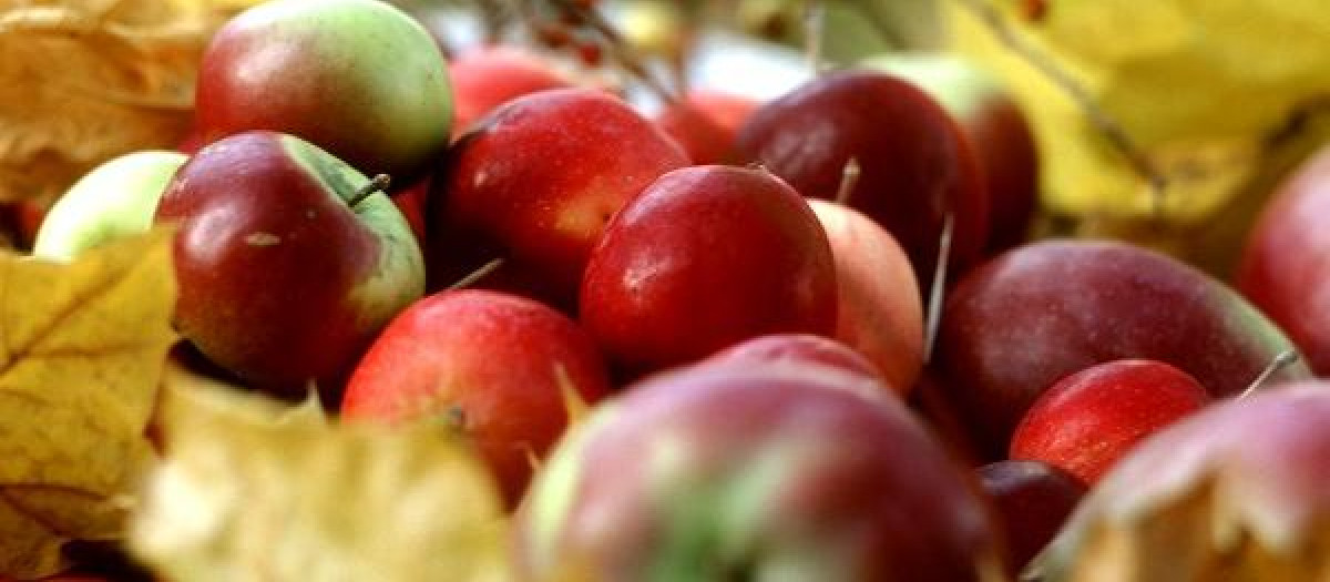 Many Assorted Apples and Colorful Fall Leaves
AAA Bodegon Bodegon con manzana Bodegones Bodegones con manzana Bodegón Bodegón con manzana Clase de manzana Completa Completo Del pais Del país Diferentes Distinta Distintas Distintos Diversa Diversas Diversos Entera Entero Epoca del ano Estacion Estacion del ano Estación Estación del año Fresca Fresco Fruta Frutas con hueso Frutas con huesos Frutas de hueso Frutas de pepita Frutas de pepitas Hoja Hojas de otono Hojas de otoño Ingrediente Ingredientes Manzana Mucha Muchas Muchos Nacional Nadie Nativa Nativo Naturaleza muerta Otono Otoño Patria Patrio Recien Recién Tipo de manzana Toda Todo Varias Variedad de manzana Varios Época del año