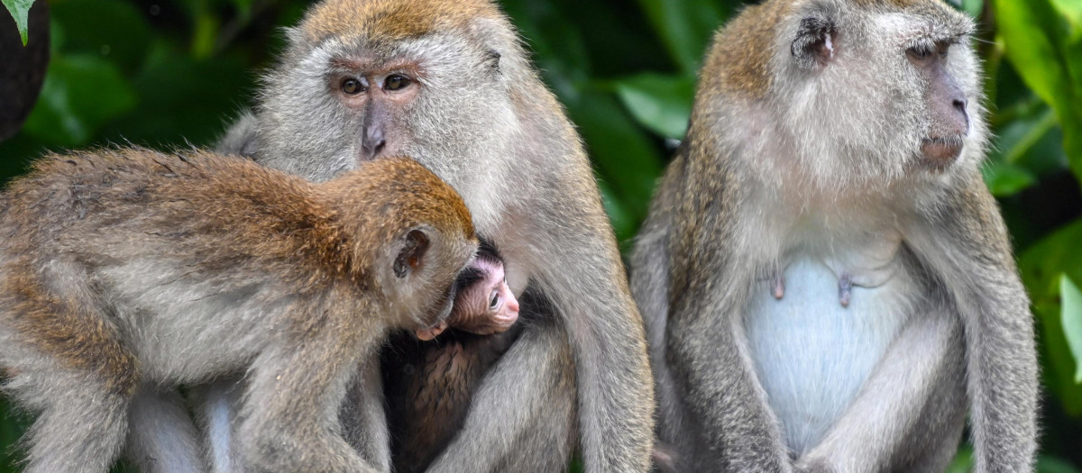 Varios macacos, fotografiados en un parque de Singapur el 22 de septiembre