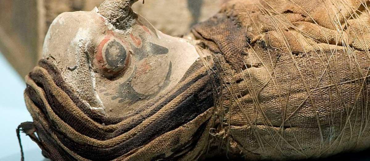 Las momias de halcón encontradas en el templo egipcio de Berenike sugieren antiguos ritos ancestrales desconocidos hasta el momento