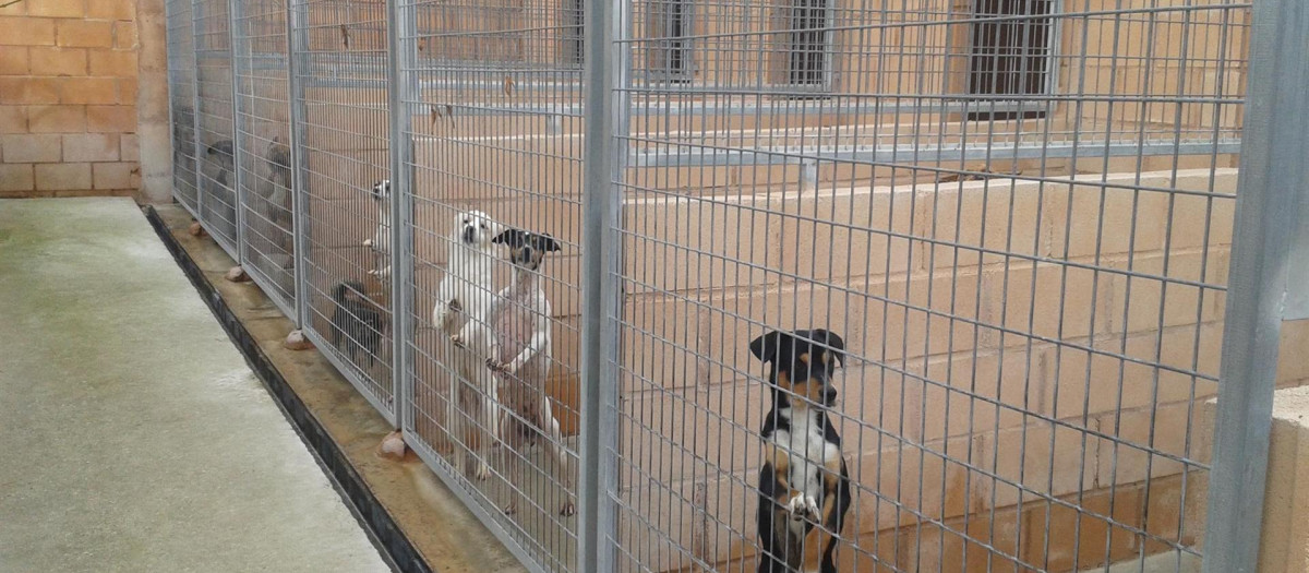 Esta ley considera a los animales como "seres sintientes".