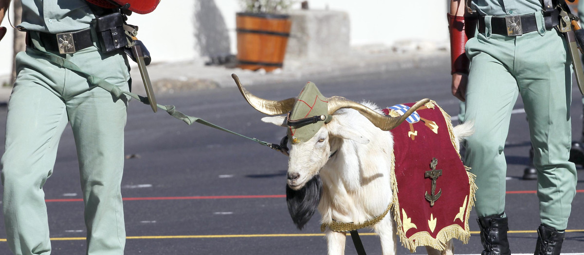 Un legionario pasea a la mascota de la unidad durante el desfile militar del Día de la Hispanidad 2010.