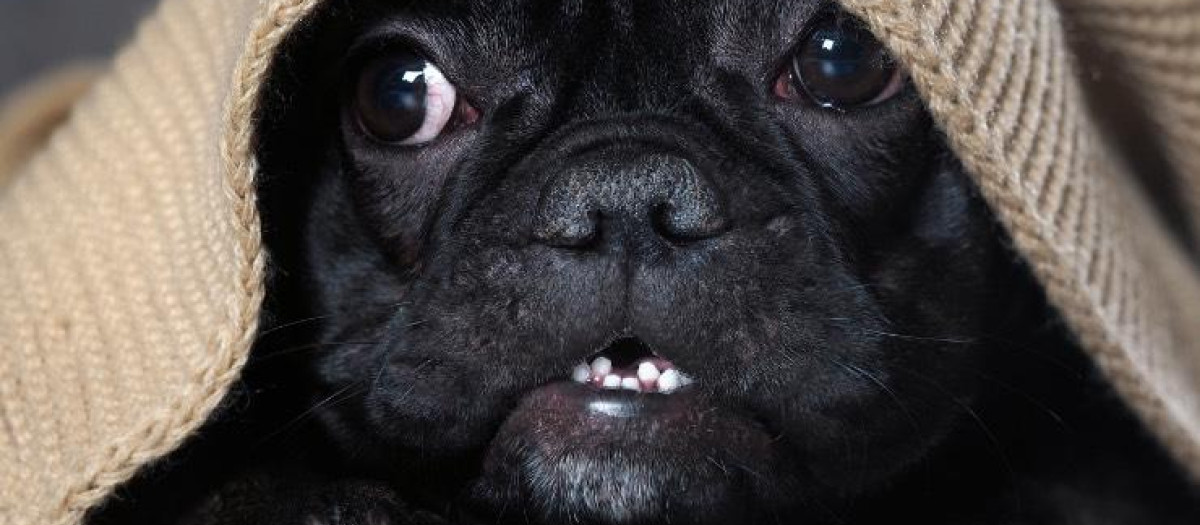 Un perro se esconde bajo una manta