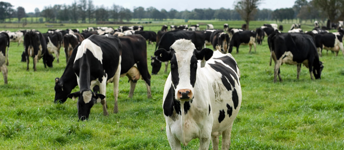 .ANIMAL,MAMMAL,COW,BOVINE,FARM,DAIRY,AGRICULTURAL,ANIMAL,MAMMAL,ANIMALS,AGRICULTURE,FARMING,FIELD,BLACK,SWARTHY,JETBLACK,DEEP BLACK,MILK,OUTDOOR,MAMMALS,STANDING,COW,LIVESTOCK,BOVINE,FARM,HERD,COWS,CATTLE,PASTURE,MILKER,GROUPS,SCENE,LOCATION,SITE,DAIRY,HERDS,HEIFER,GROUP,RURAL,SCENERY,COUNTRYSIDE,NATURE,MEADOW,GRASS,LAWN,GREEN,WHITE,OUTDOORS,PEASANT,HOLSTEIN,FRIESIAN,BOVIDAE,BOVINAE,COW HOLSTEIN-FRIESIAN,HOLSTEIN,HOLSTEIN-FRIESIAN,LIVE-STOCK,RURAL SCENE,LUSH,GRAZING,BLACK AMP WHITE COW,FRIESIAN,DAIRY COW