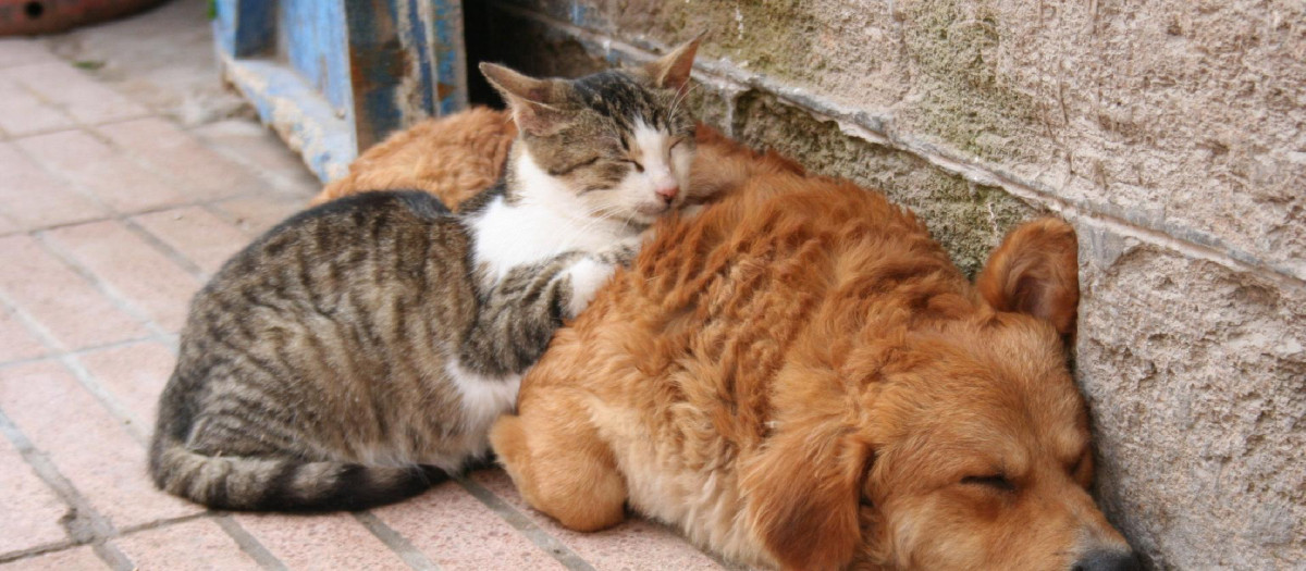 Los gatos podrían entrar en las terapias de estrés