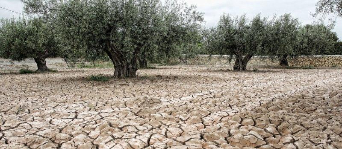Olivar seco por la falta de lluvias