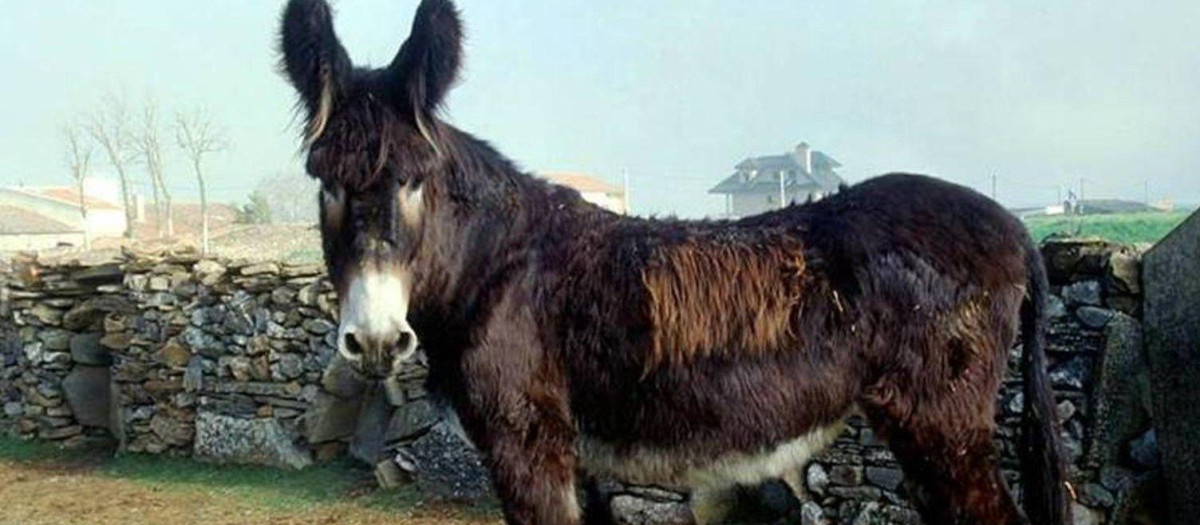 Un asno, el animal elegido por la DGT para denominar a su señal