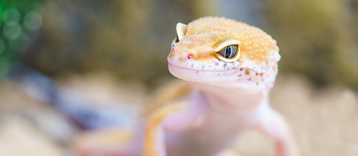 Geckos