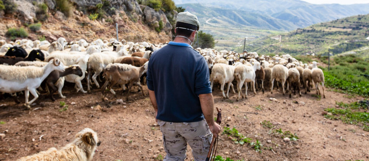 Un ganadero pastorea a un rebaño de ovejas en Almería