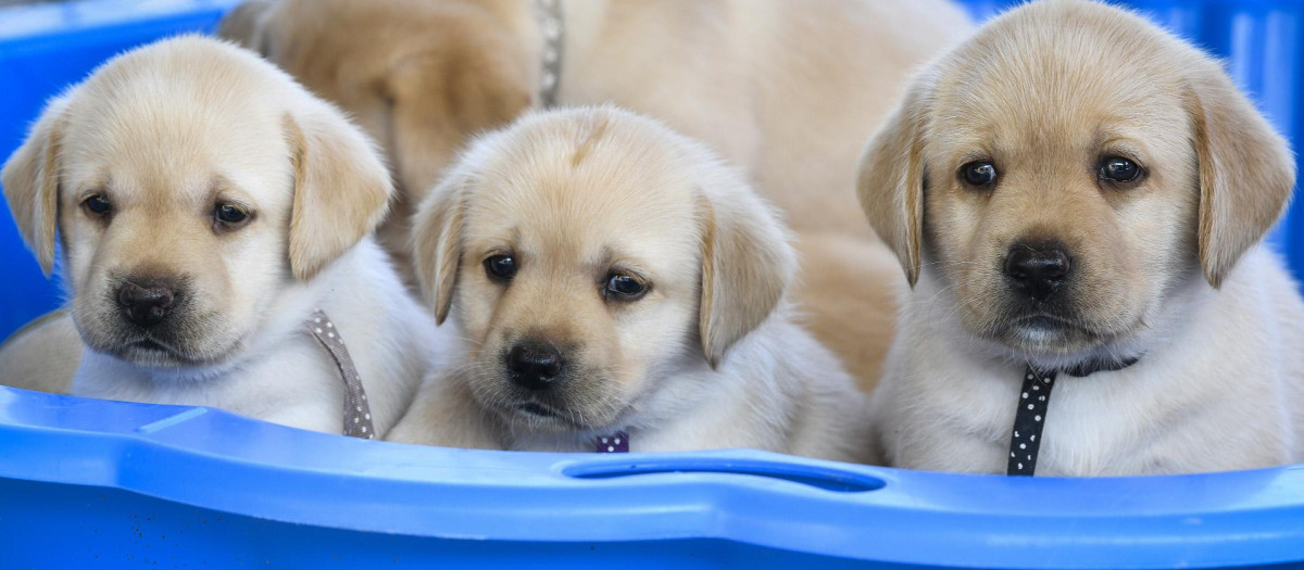 Labradores