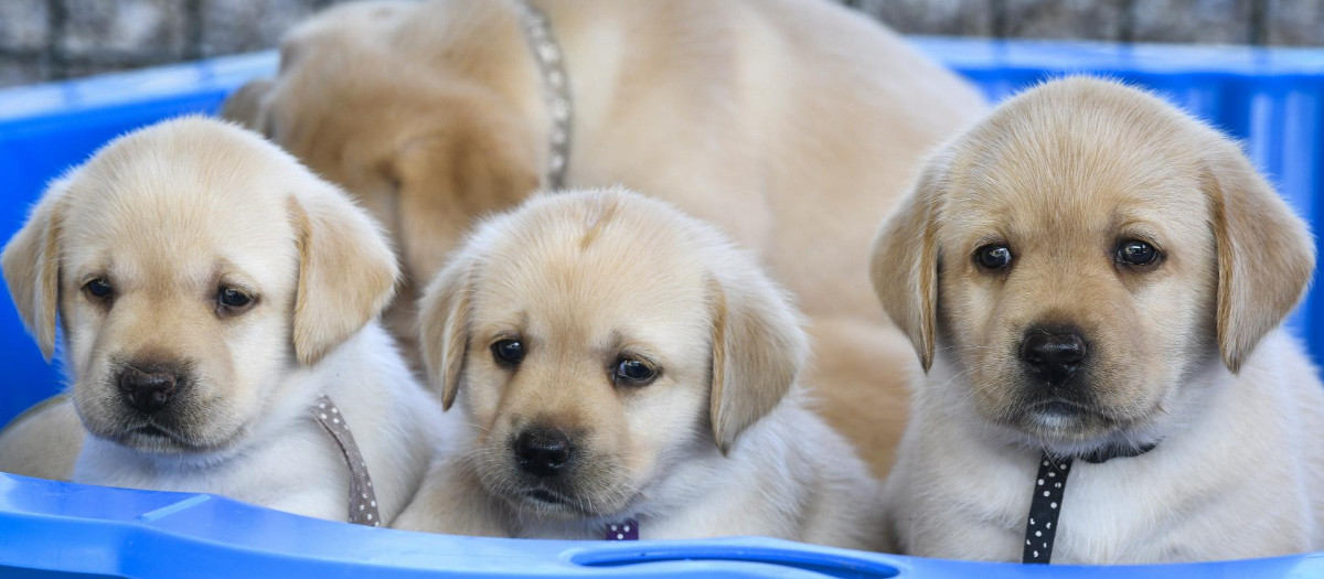 Labradores