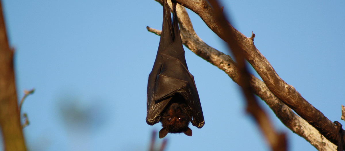 Un murciélago cuelga de una rama