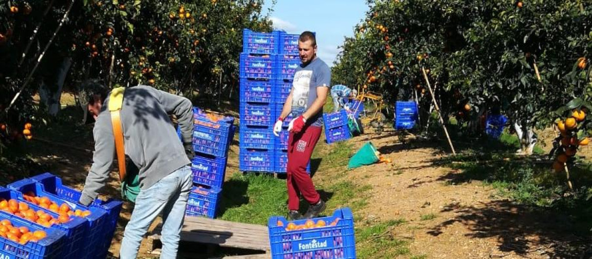 Recogida de la naranja