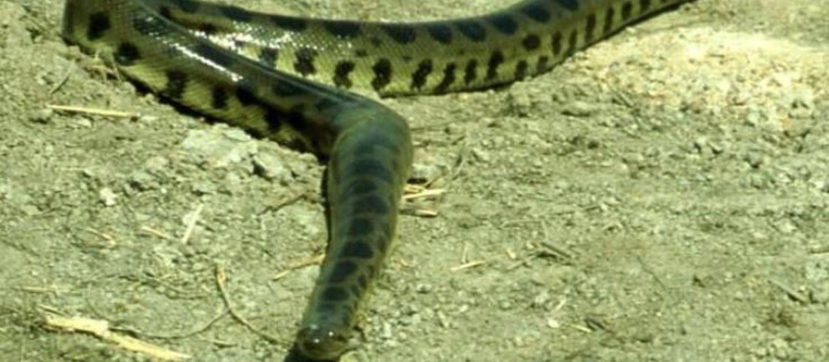 La cuarta especie de Anaconda Eunectes beniensis