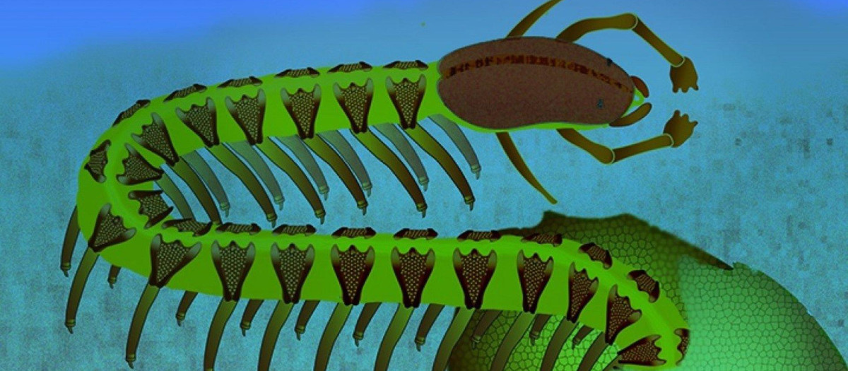 Impresión artística de un catenulo Cardiodictyon individual de 525 millones de años en el fondo marino costero poco profundo.