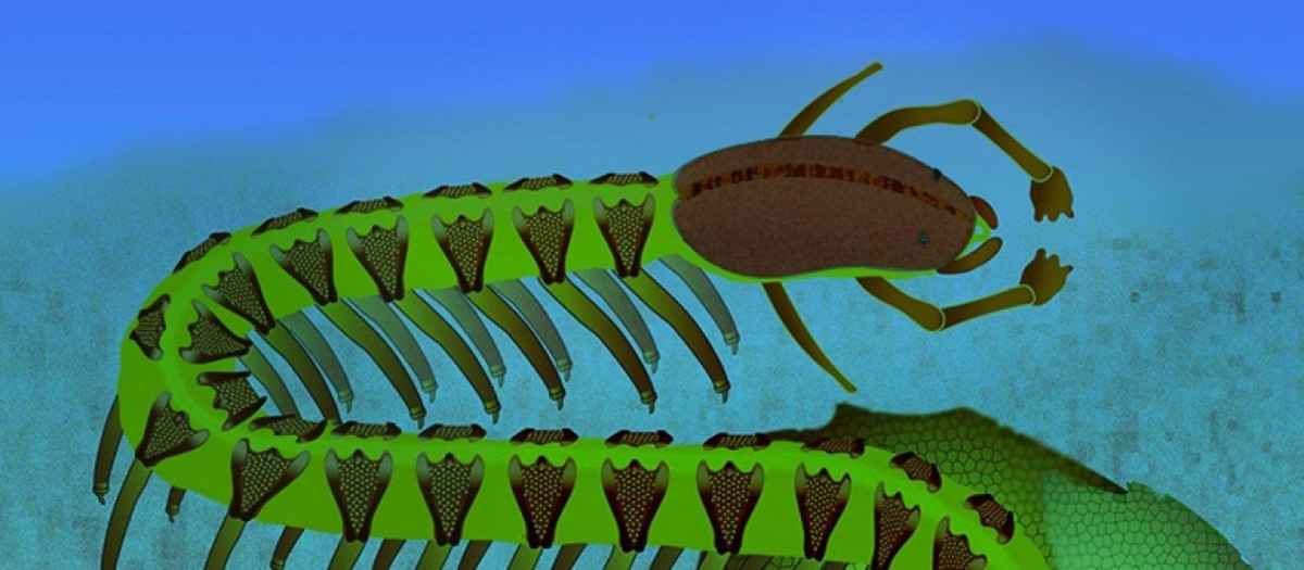 Impresión artística de un catenulo Cardiodictyon individual de 525 millones de años en el fondo marino costero poco profundo.