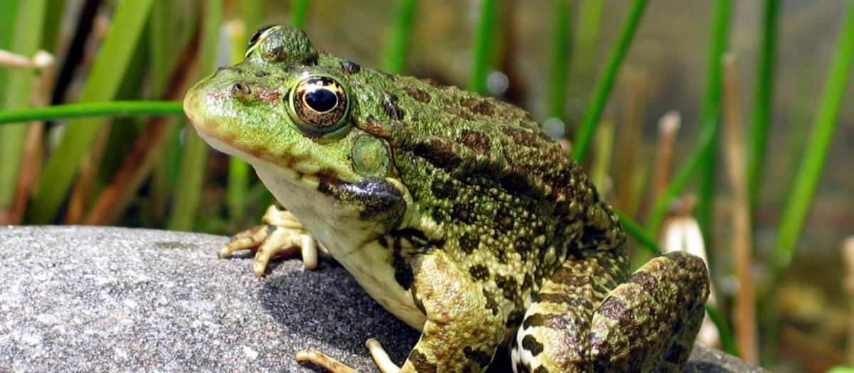 rana