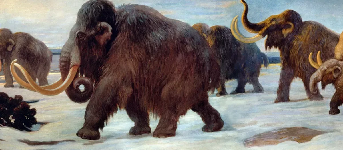 mamut
