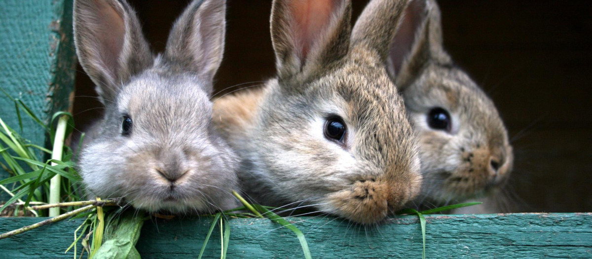 conejos
