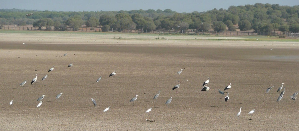 Imagen de la marisma de El Rocío seca en el pasado mes de noviembre