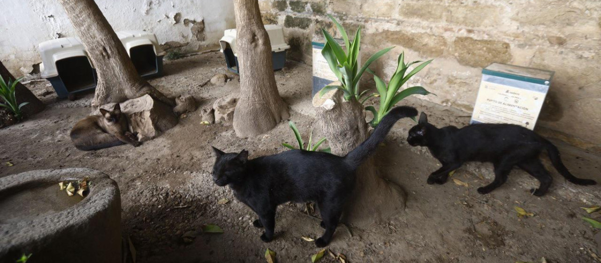 Gatos