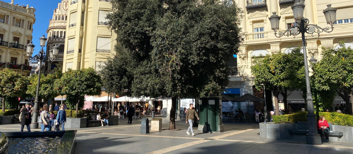 La encina de la plaza de las Tendillas