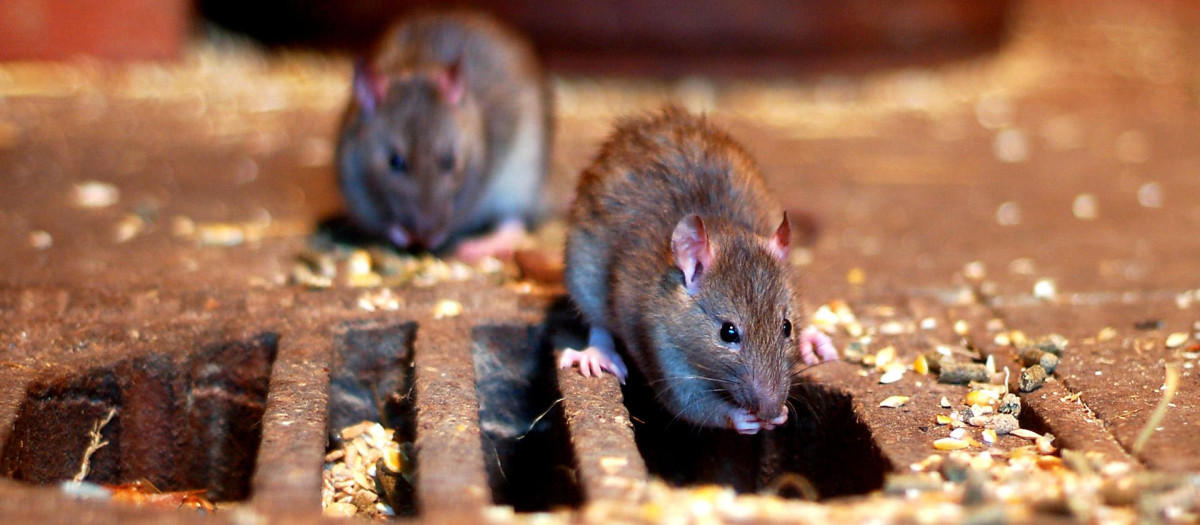 Las ratas se han convertido en un grave problema en algunas ciudades.