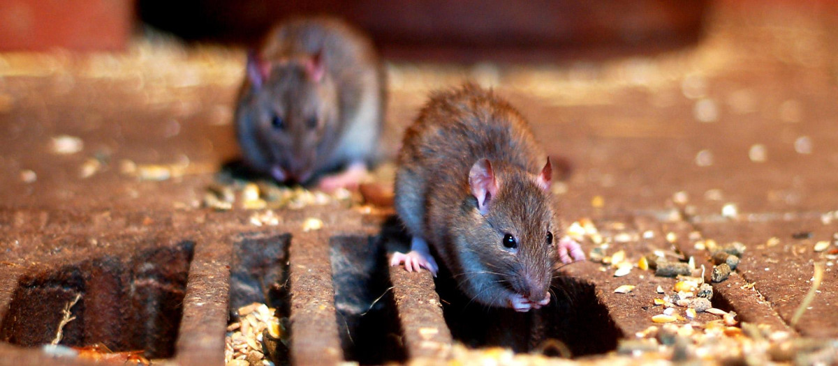 Las ratas se han convertido en un grave problema en algunas ciudades.