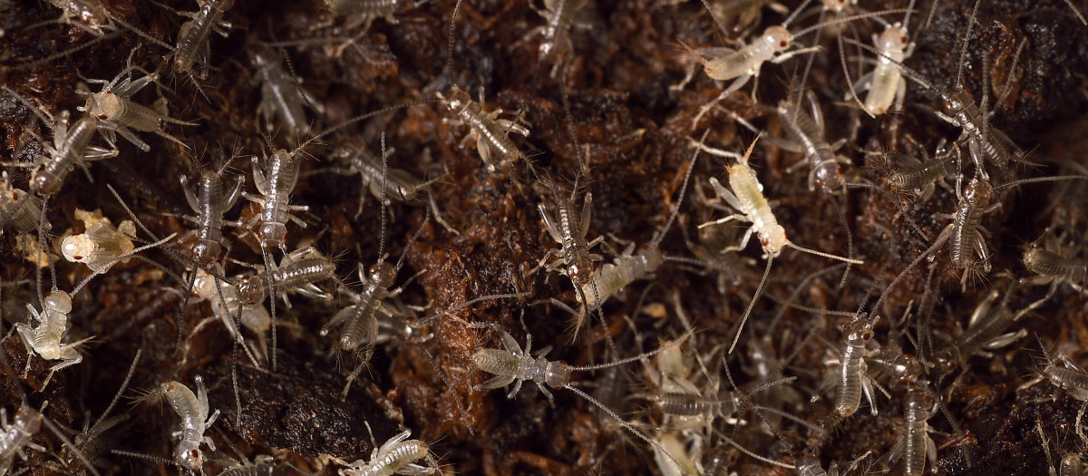 Grillon, Gryllodes sigillatus  
ANIMAL ANIMAL DOMESTIQUE GRILLON INSECTE NOURRITURE Nouveaux Animaux de Compagnie ORTHOPT»RES TERRARIUM
 
GRILLOS