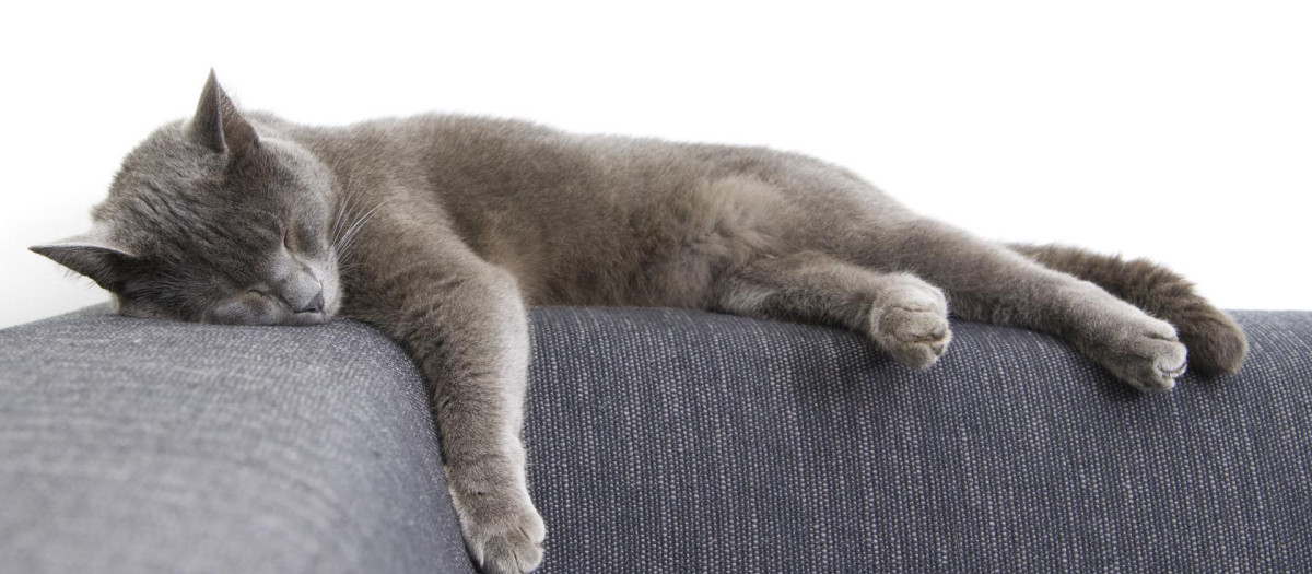 gato