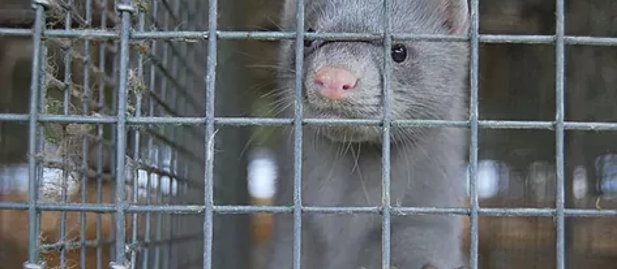 Un visón, en una granja