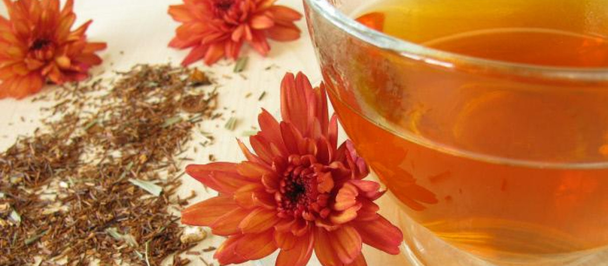 Infusión Rooibos, perfecta para hidratar el organismo
