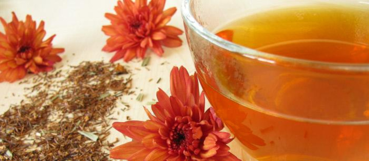 Infusión Rooibos, perfecta para hidratar el organismo