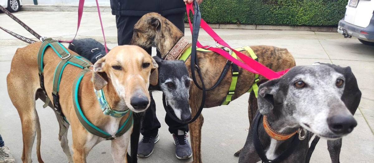 Grupo de galgos rescatados por una perrera