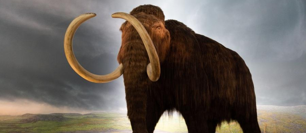 Recreación de un mamut lanudo