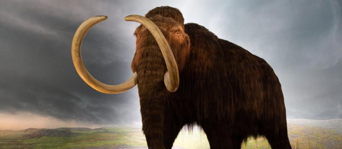 Recreación de un mamut lanudo