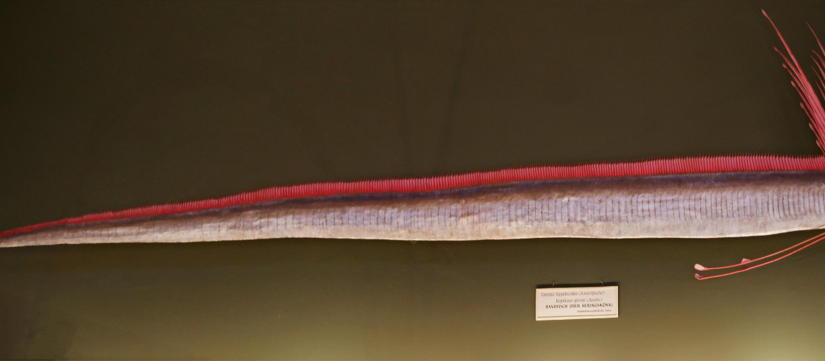 Un ejemplar de pez remo en un museo