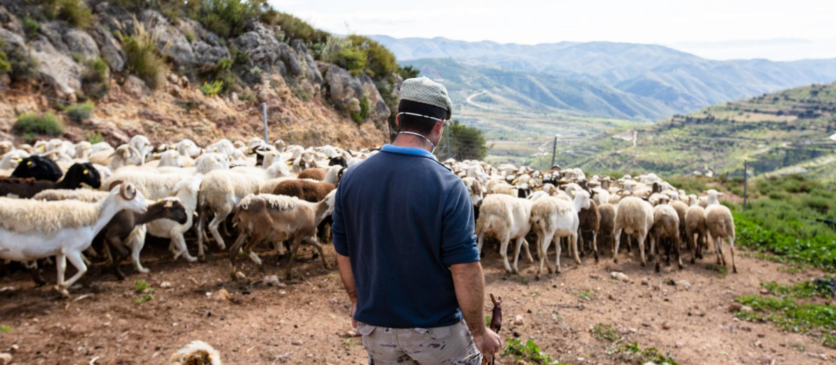 Un ganadero pastorea un rebaño de ovejas