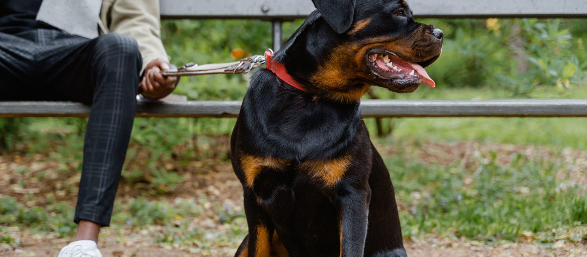 Un rottweiler, en una imagen de archivo