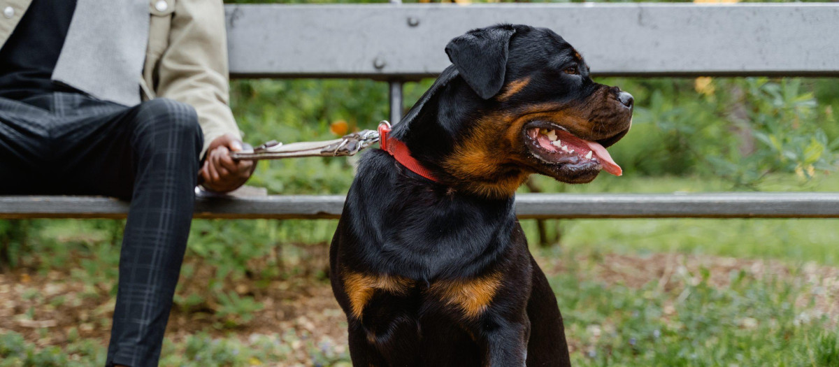 Un rottweiler, en una imagen de archivo