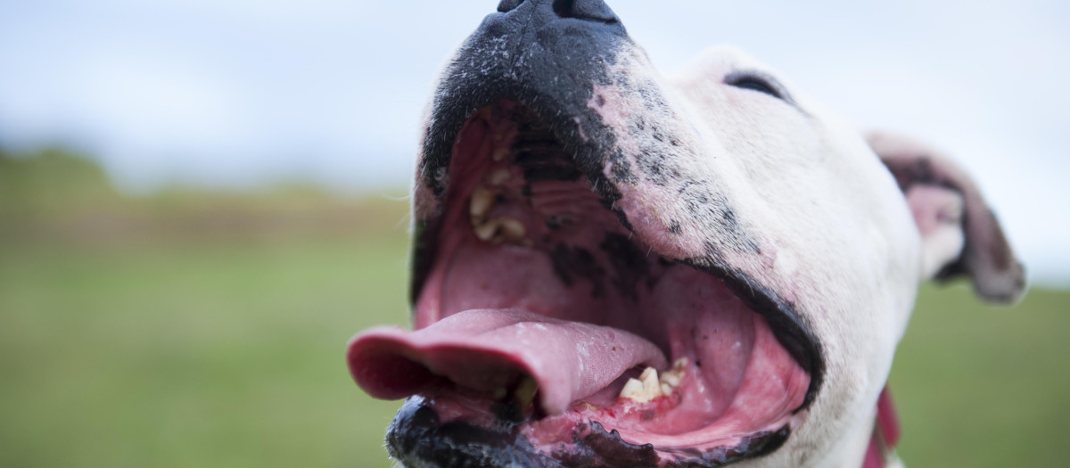 Perro denominado potencialmente peligroso (PPP)
