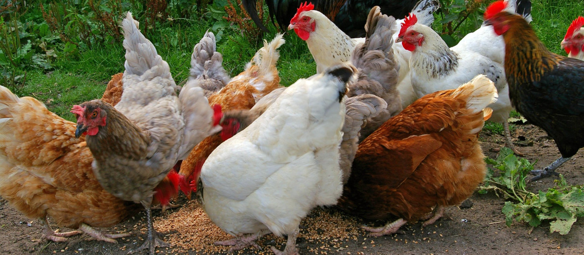 gallinas