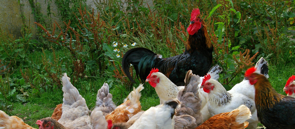 gallinas