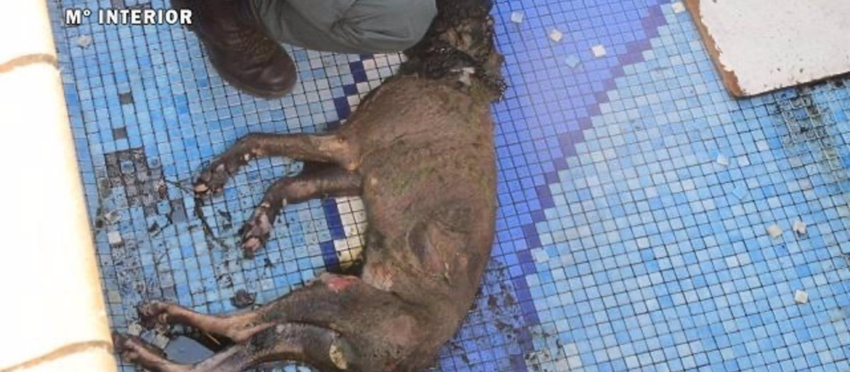 Perro al que su dueña abandonó en una casa sin comida ni agua