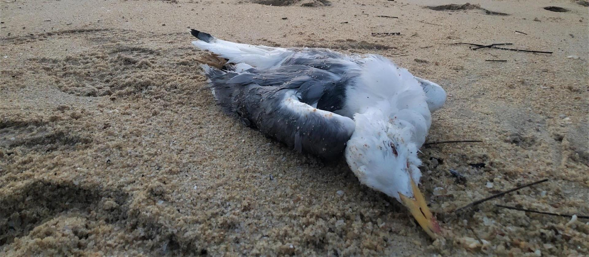 Gaviota patiamarilla orillada