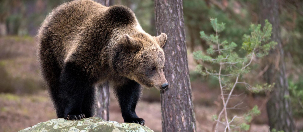 Un oso pardo en un bosque