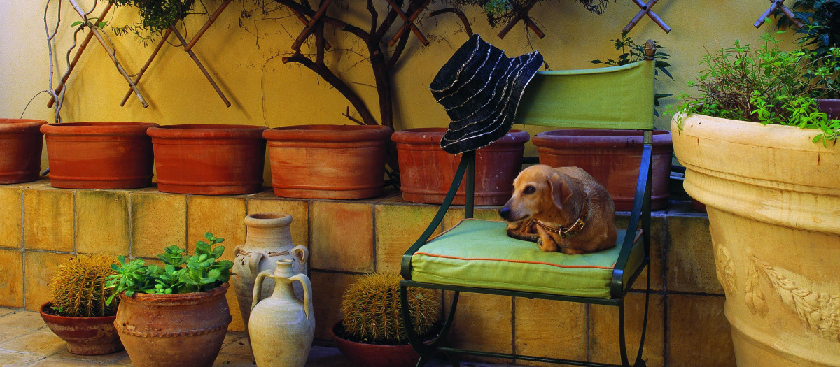 perro terraza