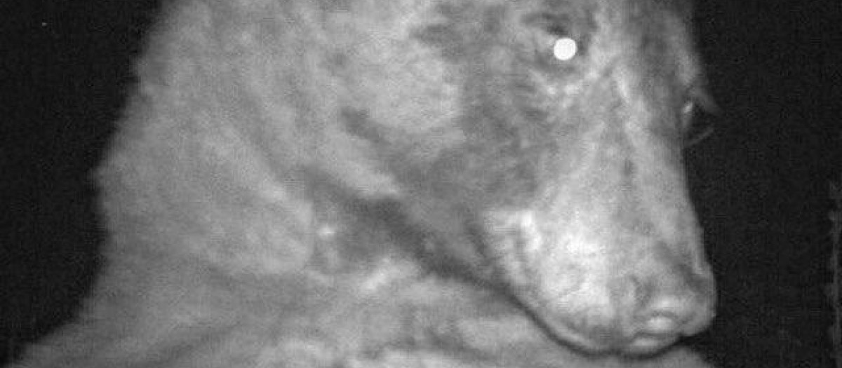 Una de las fotos sacadas por el oso