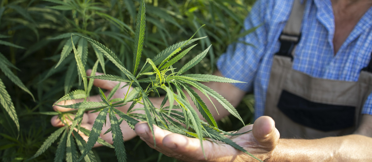 Cultivo de cannabis